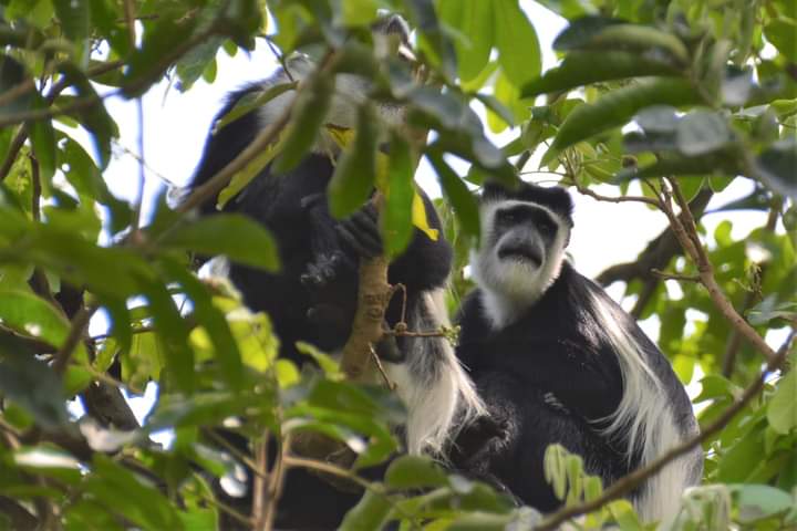 Requirements For Accessing Virunga National Park