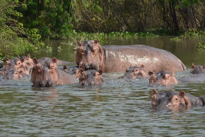 Scheduled Domestic Flights To Queen Elizabeth National Park