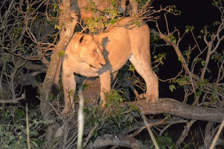 Where To Spot Tree Climbing Lions In Africa