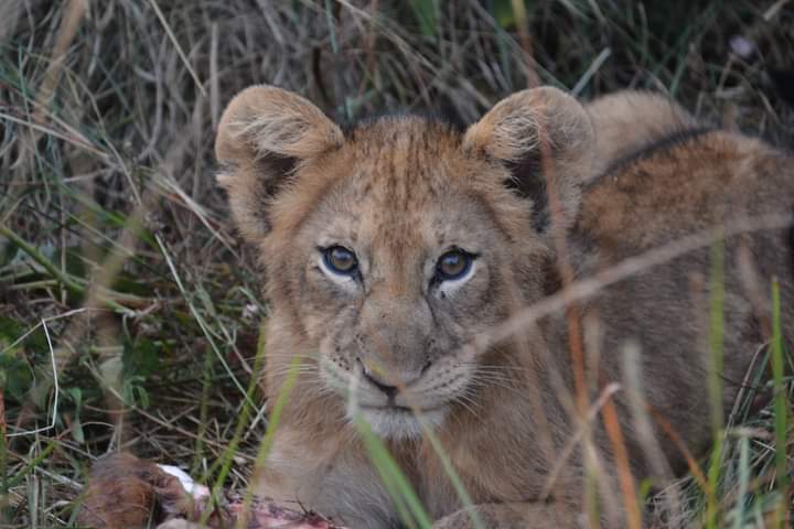 Flying Safari To Mweya And Ishasha In Queen Elizabeth National Park