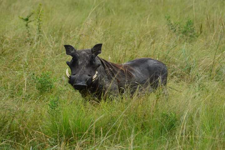 Simplest Ways To Get A Congo Visa