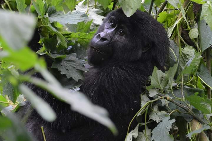Congo gorilla trekking from Kigali Rwanda