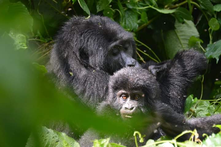 Safety Of Gorilla Trekking In Uganda