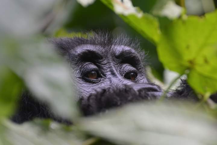 Is Uganda Good For Gorilla Trekking Safaris