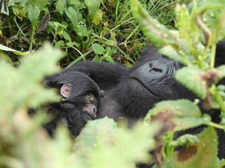 Fly-in Safari To Ruhija Sector In Bwindi To See Gorillas