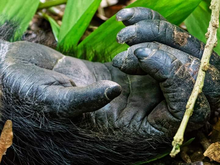 Short Gorilla Trekking Trips To Uganda Rwanda And Congo