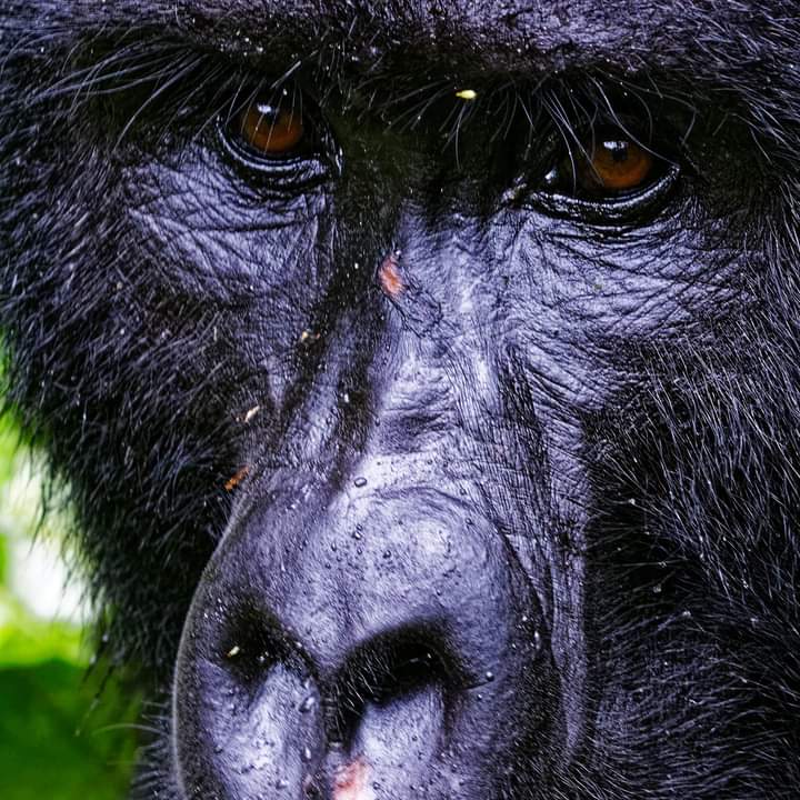 The Cost Of Gorilla Trekking Safari In Rwanda