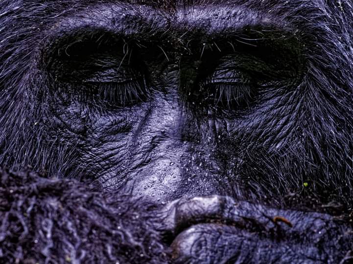 Gorilla Tracking In Mgahinga National Park