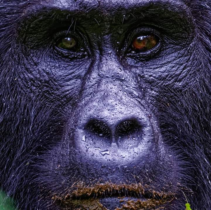 Gorilla Trekking In Bwindi Forest National Park