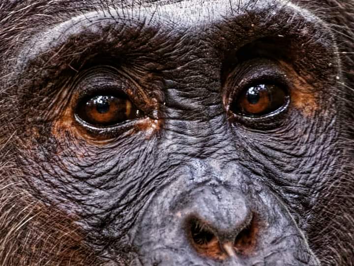 Chimpanzee Trekking In Nyungwe Forest National Park Rwanda