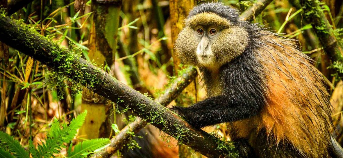 Golden Monkey Trekking In Rwanda Vs Uganda