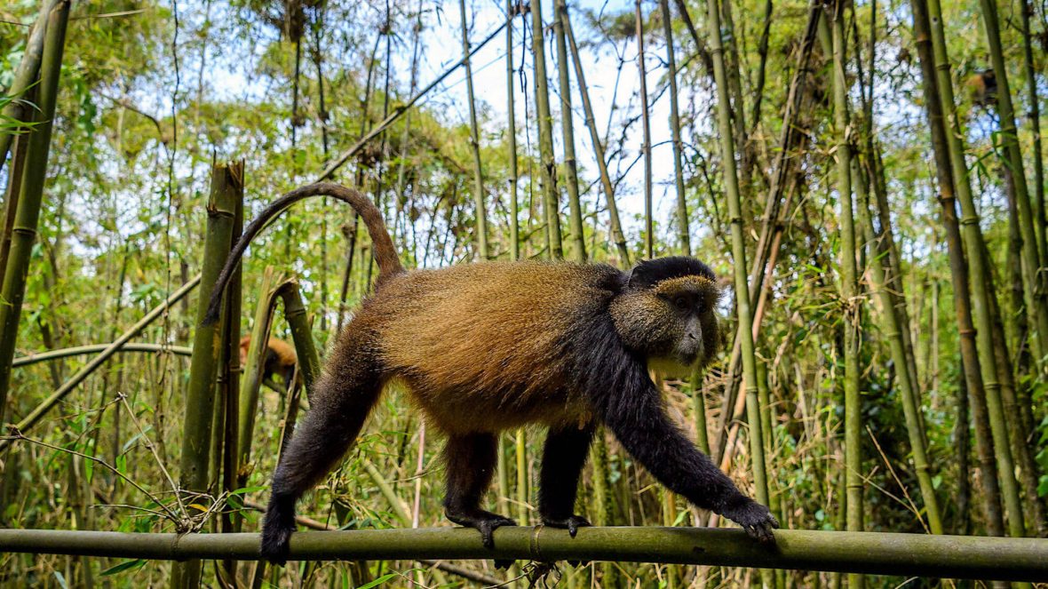 Golden Monkey Trekking In Virunga