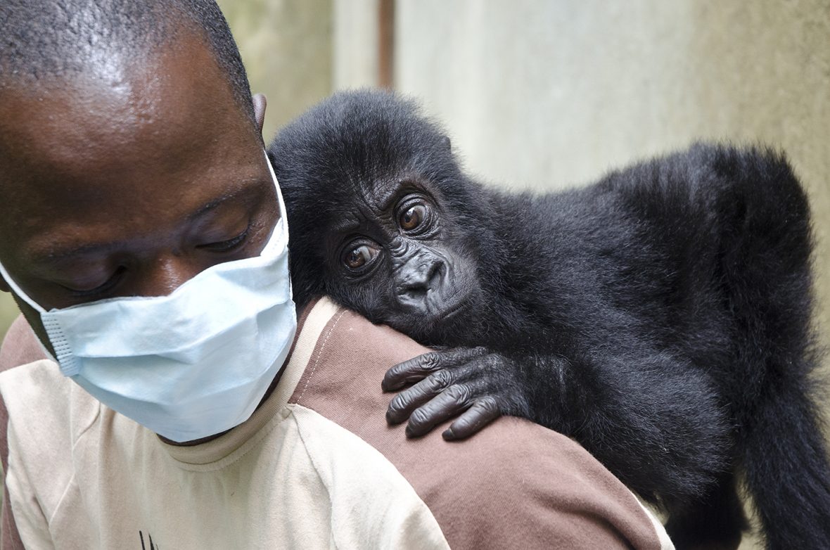 Gorilla Doctors