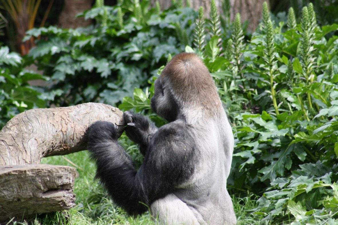 Western lowland gorillas