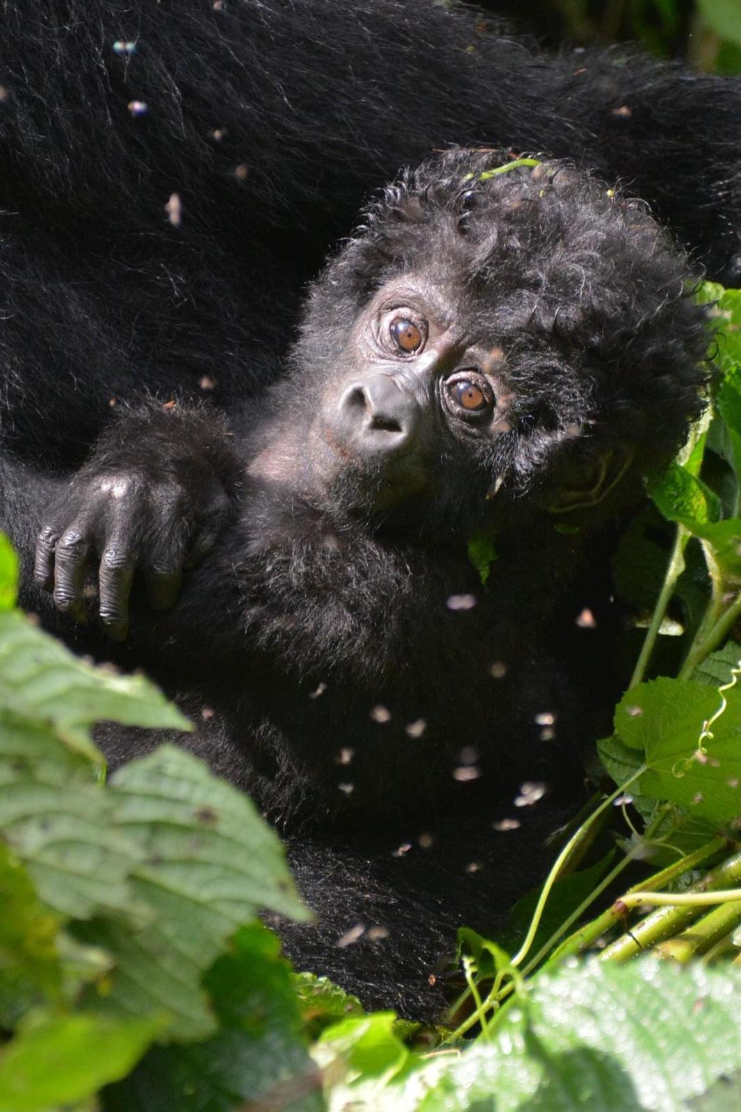 Cost of Gorilla Trekking In Volcanoes National Park Rwanda