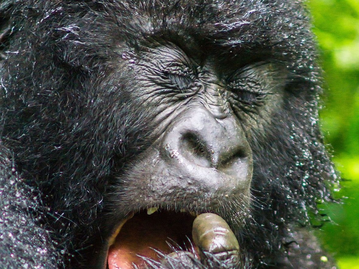 Why Are Gorillas Poached