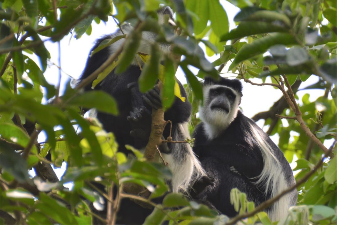 Why Visit Volcanoes National Park