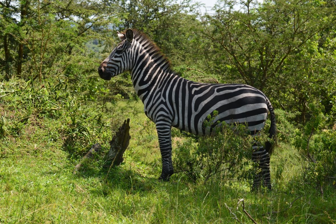 Book Uganda Wildlife And Boat Safaris From Kigali Rwanda.