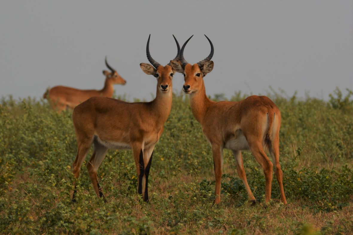 Low Season Uganda Safaris From Kigali Rwanda