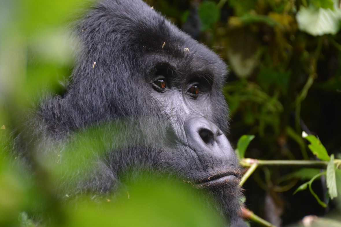 Bwindi Gorilla Habituation From Mbarara City Uganda
