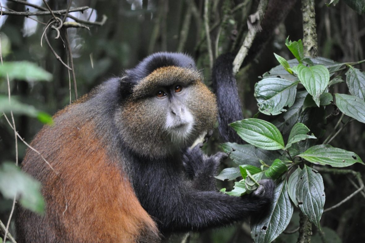 Gorilla And Golden Monkey Trekking from Kigali