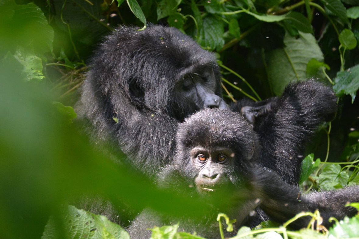 How Many Hours Can One Spend With Mountain Gorillas In Bwindi, Mgahinga, Volcanoes And Virunga?