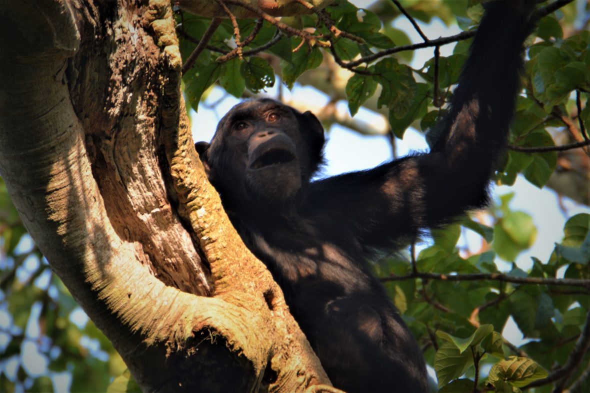 Gorilla And Chimpanzee Habituation Experience Safaris From Kigali To Bwindi And Kibale