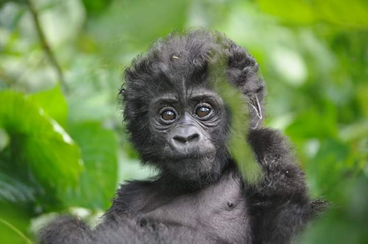 Booking Gorilla Permits Online