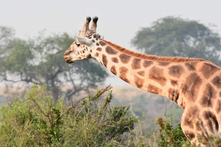 Giraffe Area Loop In Akagera National Park Rwanda