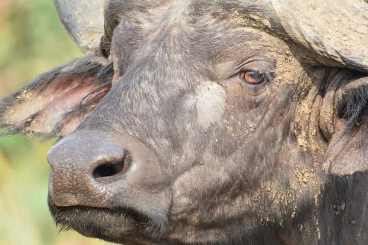 Tourism Activities To Do From Mbarara City