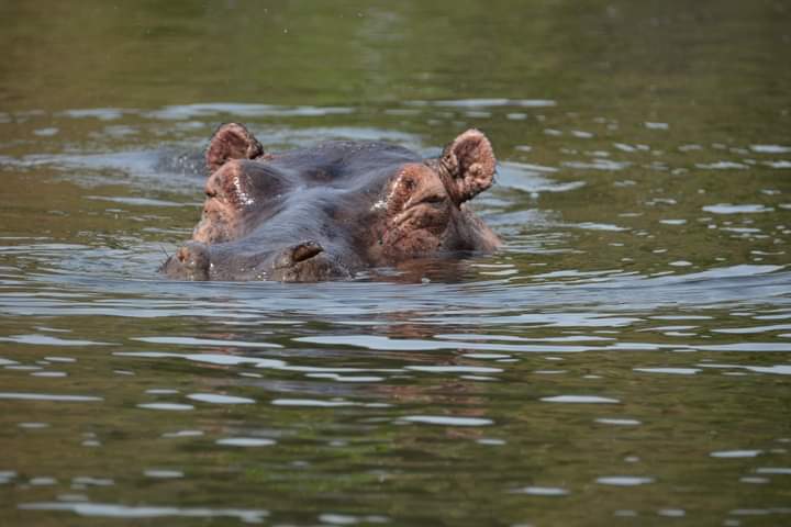 Game Drive And Boat Cruise Safaris From Mbarara City To Queen Elizabeth National Park