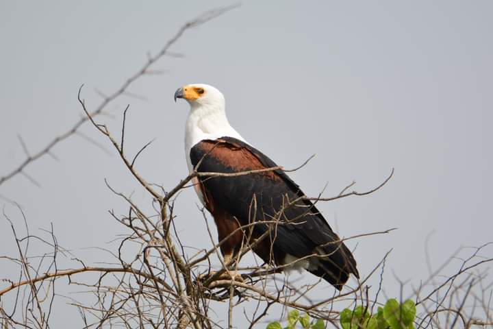 Bird Watching In Volcanoes National Park