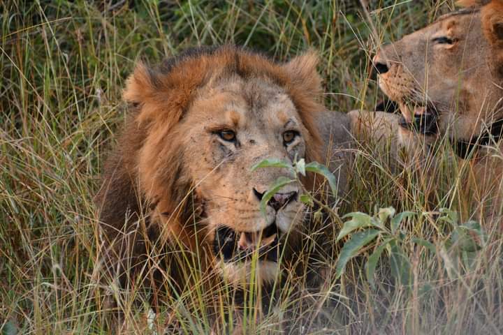 Uganda Gorilla And Big Five Safaris From Kigali Rwanda