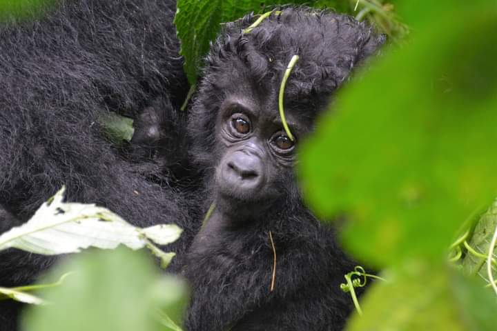 Multiple Gorilla Trekking In Bwindi Forest National Park Uganda