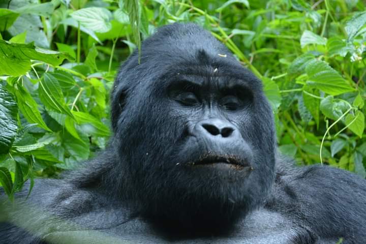 Difficulty Of Gorilla Trekking Uganda