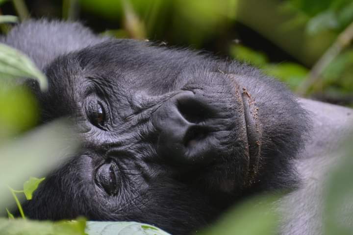 Ruhija Gorilla Trekking Tours From Kigali Rwanda To Bwindi Forest National Park