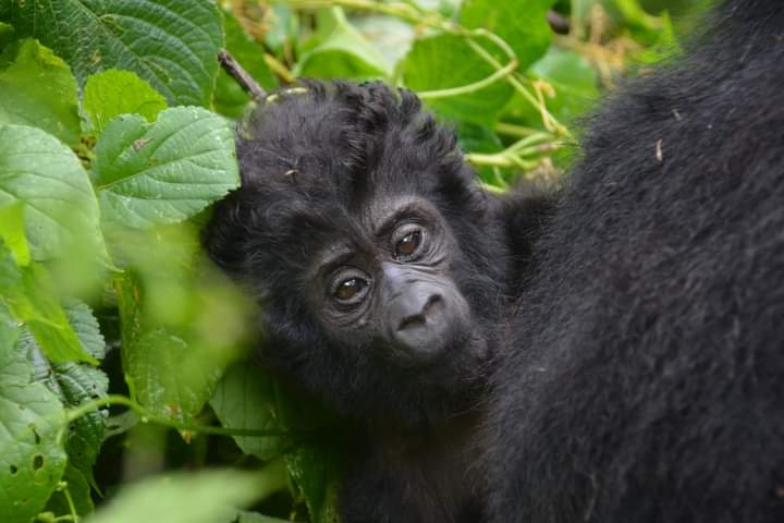 Bwindi Gorillas And Queen Elizabeth National Park Safari From Mbarara City