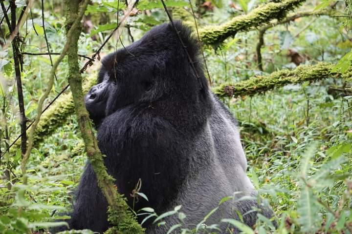 How To Purchase Gorilla Trekking Permit For Bwindi And Volcanoes National Park