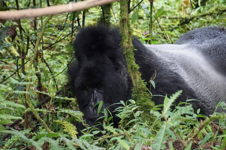 Why You Should Visit The Democratic Republic Of Congo