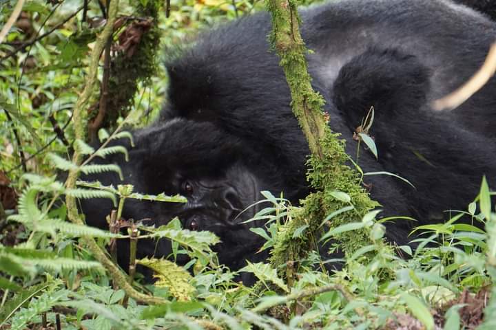 Budget Uganda Gorilla Safaris Starting And Ending Kigali In Rwanda