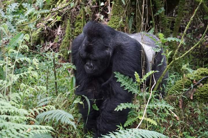 Bwindi Rushaga Gorilla Trekking Safaris From Kigali Rwanda.