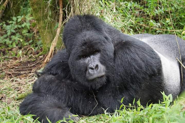 Uganda Gorilla Trekking Age Limit