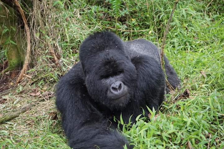 Upgrading To Gorilla Habituation Experience Permits And Safaris