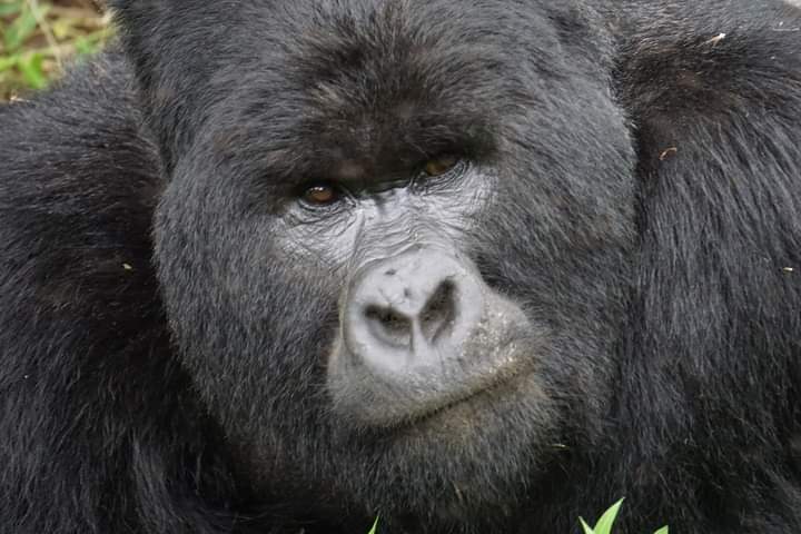 Gorilla Trekking Duration In Uganda, Rwanda And Congo