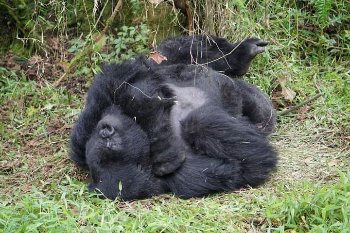Why Do Mountain Gorillas Beat Their Chest?