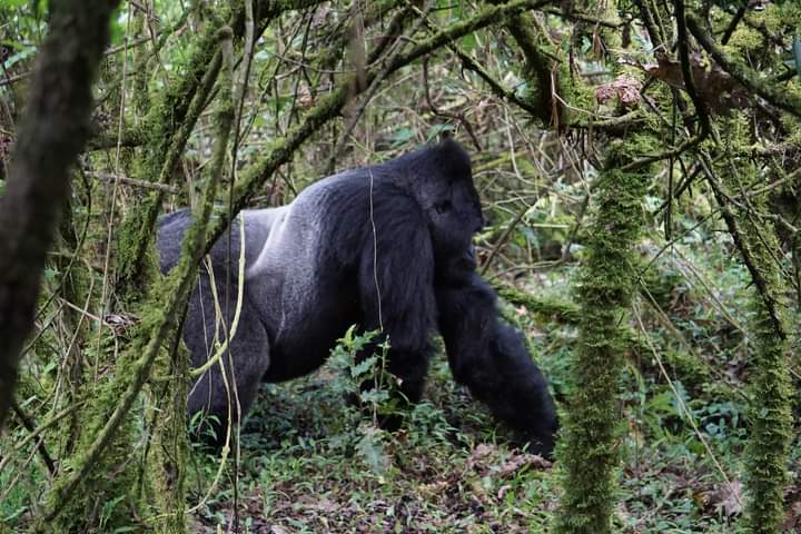 Planning Gorilla Trekking Safari In Uganda