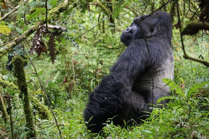 What Is Included In a Gorilla Permit For Uganda And Rwanda