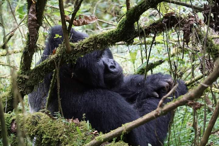 Discover Gorilla Trekking In Uganda And Rwanda
