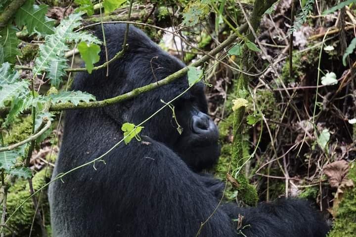 Gorilla Permit Price For Uganda, Rwanda And Congo Destinations