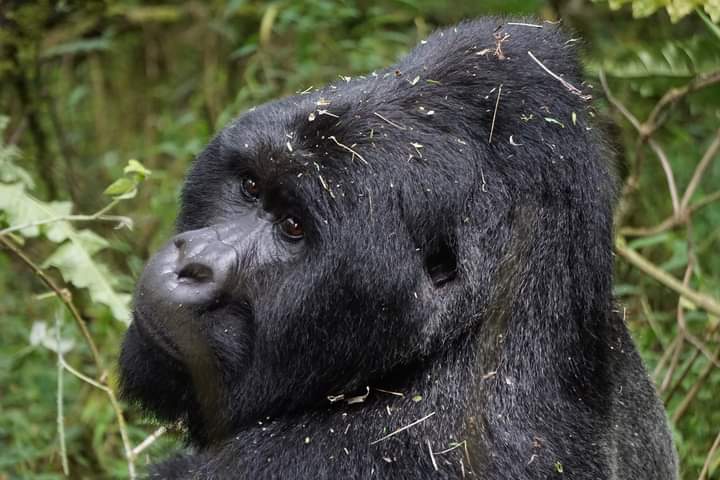 Uganda Gorilla Permits for Bwindi And Mgahinga